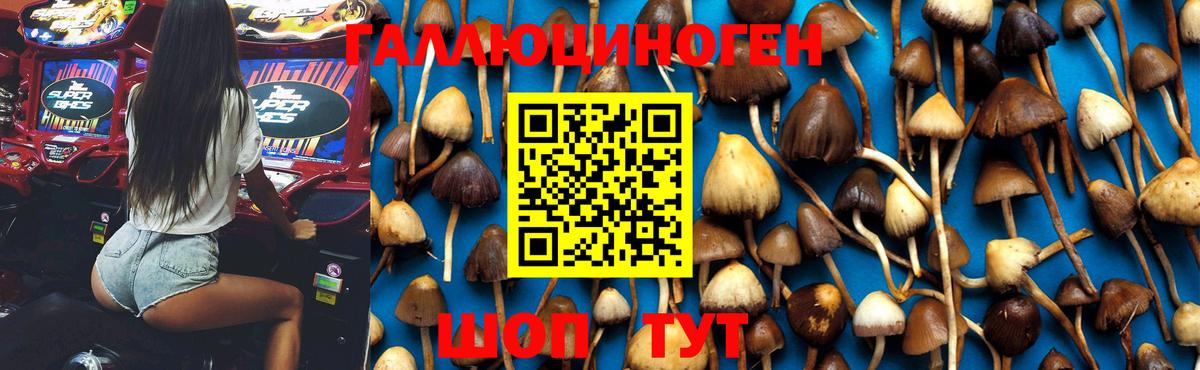 Псилоцибиновые грибы Psilocybine cubensis  Псилоцибиновые грибы GOLDEN TEACHER  Вход с VPN  Севастополь 